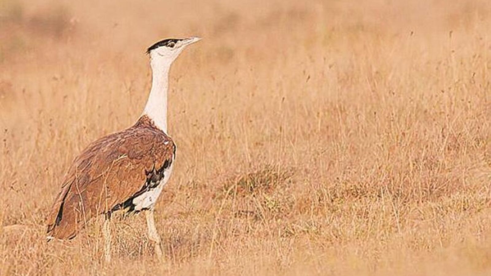 The Great Indian Bustard faces a critical battle for survival