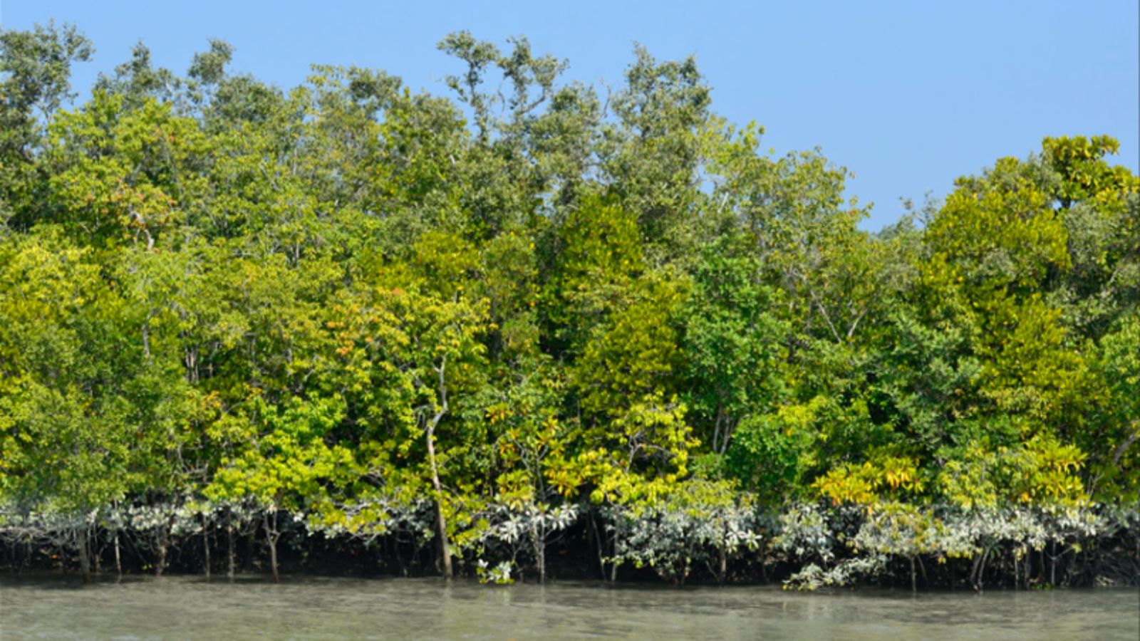 Sunderbans